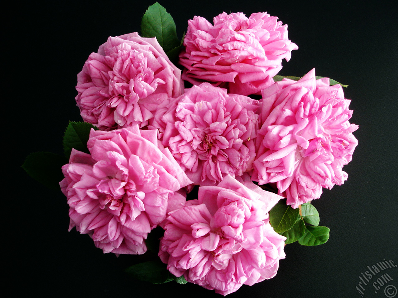 Pink rose photo.
